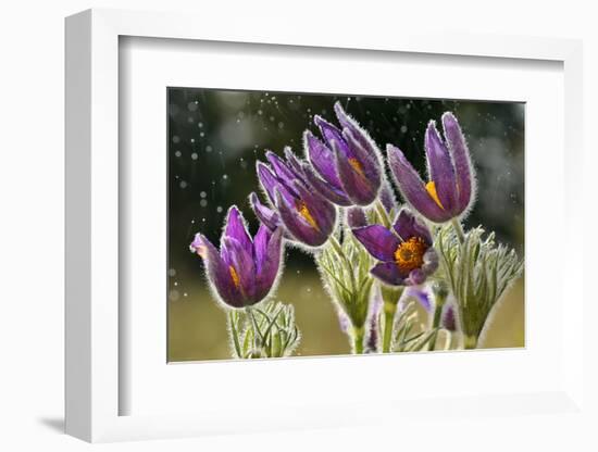 Pasque Flowers (Pulsatilla Vulgaris) in Rain, Lorraine, France, April-Michel Poinsignon-Framed Photographic Print