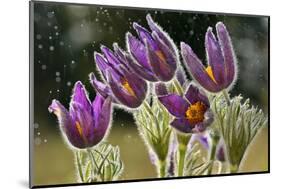 Pasque Flowers (Pulsatilla Vulgaris) in Rain, Lorraine, France, April-Michel Poinsignon-Mounted Photographic Print