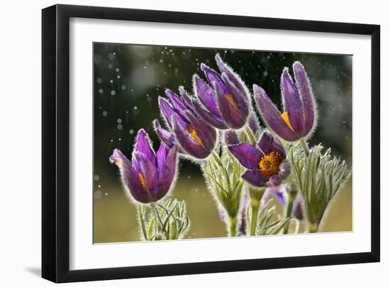 Pasque Flowers (Pulsatilla Vulgaris) in Rain, Lorraine, France, April-Michel Poinsignon-Framed Photographic Print