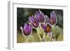 Pasque Flowers (Pulsatilla Vulgaris) in Rain, Lorraine, France, April-Michel Poinsignon-Framed Photographic Print