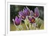 Pasque Flowers (Pulsatilla Vulgaris) in Rain, Lorraine, France, April-Michel Poinsignon-Framed Photographic Print