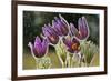 Pasque Flowers (Pulsatilla Vulgaris) in Rain, Lorraine, France, April-Michel Poinsignon-Framed Photographic Print