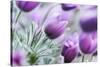 Pasque Flowers-barbaradudzinska-Stretched Canvas