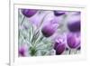 Pasque Flowers-barbaradudzinska-Framed Photographic Print