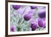 Pasque Flowers-barbaradudzinska-Framed Photographic Print