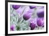 Pasque Flowers-barbaradudzinska-Framed Photographic Print