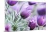 Pasque Flowers-barbaradudzinska-Mounted Photographic Print