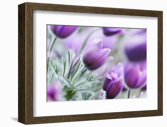 Pasque Flowers-barbaradudzinska-Framed Photographic Print