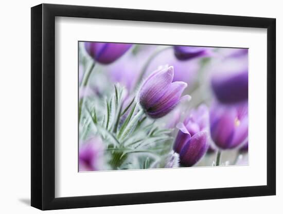 Pasque Flowers-barbaradudzinska-Framed Photographic Print