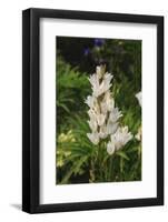 Pasqueflower is an ember of the buttercup family.-Mallorie Ostrowitz-Framed Photographic Print