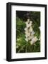 Pasqueflower is an ember of the buttercup family.-Mallorie Ostrowitz-Framed Photographic Print
