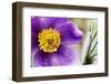 Pasqueflowers-Klaus Honal-Framed Photographic Print