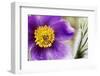 Pasqueflowers-Klaus Honal-Framed Photographic Print