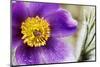 Pasqueflowers-Klaus Honal-Mounted Photographic Print