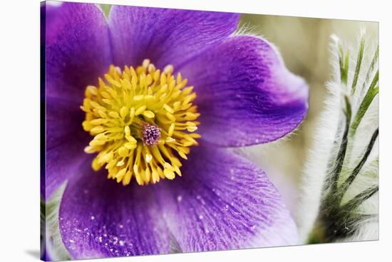 Pasqueflowers-Klaus Honal-Stretched Canvas