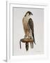 Passage Peregrine, 1980-Mary Clare Critchley-Salmonson-Framed Giclee Print