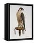 Passage Peregrine, 1980-Mary Clare Critchley-Salmonson-Framed Stretched Canvas