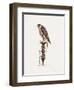 Passage Peregrine, 1986-Mary Clare Critchley-Salmonson-Framed Giclee Print