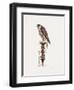 Passage Peregrine, 1986-Mary Clare Critchley-Salmonson-Framed Giclee Print