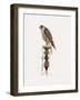 Passage Peregrine, 1986-Mary Clare Critchley-Salmonson-Framed Giclee Print