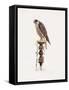 Passage Peregrine, 1986-Mary Clare Critchley-Salmonson-Framed Stretched Canvas