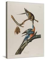 Passenger Pigeon, 1827-1838-John James Audubon-Stretched Canvas