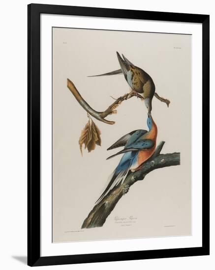 Passenger Pigeon, 1827-1838-John James Audubon-Framed Premium Giclee Print