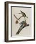 Passenger Pigeon, 1827-1838-John James Audubon-Framed Giclee Print