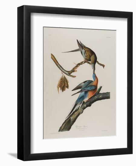 Passenger Pigeon, 1827-1838-John James Audubon-Framed Giclee Print