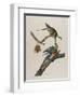 Passenger Pigeon, 1827-1838-John James Audubon-Framed Giclee Print