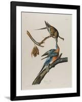 Passenger Pigeon, 1827-1838-John James Audubon-Framed Giclee Print