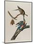 Passenger Pigeon, 1827-1838-John James Audubon-Mounted Premium Giclee Print