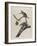 Passenger Pigeon, 1827-1838-John James Audubon-Framed Giclee Print