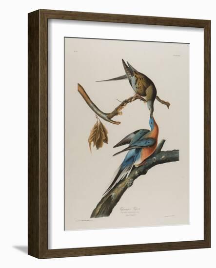 Passenger Pigeon, 1827-1838-John James Audubon-Framed Giclee Print