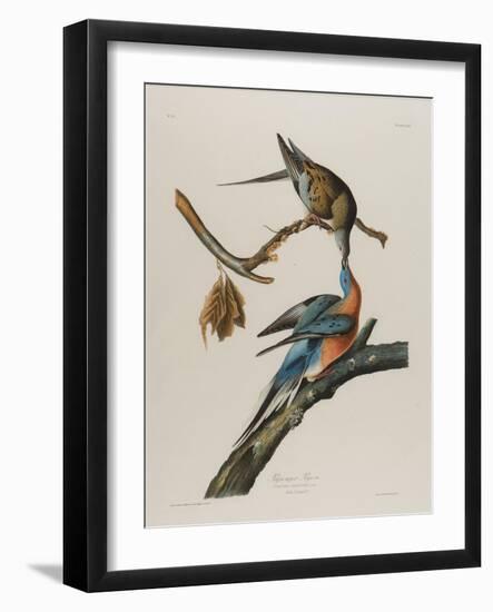 Passenger Pigeon, 1827-1838-John James Audubon-Framed Giclee Print