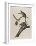 Passenger Pigeon, 1827-1838-John James Audubon-Framed Giclee Print