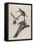 Passenger Pigeon, 1827-1838-John James Audubon-Framed Stretched Canvas