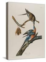 Passenger Pigeon, 1827-1838-John James Audubon-Stretched Canvas