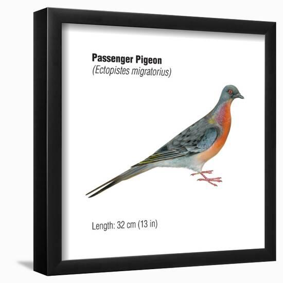 Passenger Pigeon (Ectopistes Migratorius), Birds-Encyclopaedia Britannica-Framed Poster