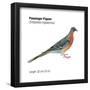 Passenger Pigeon (Ectopistes Migratorius), Birds-Encyclopaedia Britannica-Framed Poster