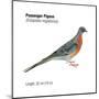 Passenger Pigeon (Ectopistes Migratorius), Birds-Encyclopaedia Britannica-Mounted Poster