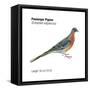 Passenger Pigeon (Ectopistes Migratorius), Birds-Encyclopaedia Britannica-Framed Stretched Canvas