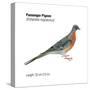 Passenger Pigeon (Ectopistes Migratorius), Birds-Encyclopaedia Britannica-Stretched Canvas