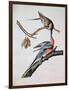 Passenger Pigeon, from 'Birds of America'-John James Audubon-Framed Giclee Print