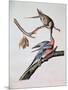 Passenger Pigeon, from 'Birds of America'-John James Audubon-Mounted Giclee Print