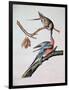 Passenger Pigeon, from 'Birds of America'-John James Audubon-Framed Giclee Print