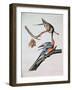 Passenger Pigeon, from 'Birds of America'-John James Audubon-Framed Giclee Print