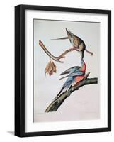 Passenger Pigeon, from 'Birds of America'-John James Audubon-Framed Giclee Print