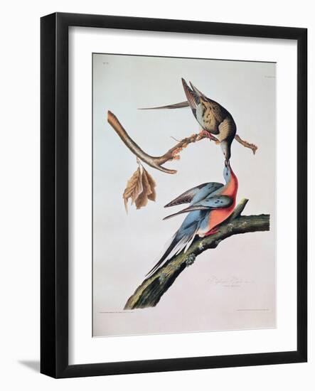 Passenger Pigeon, from 'Birds of America'-John James Audubon-Framed Giclee Print