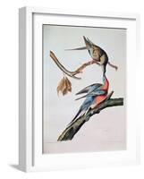 Passenger Pigeon, from 'Birds of America'-John James Audubon-Framed Giclee Print